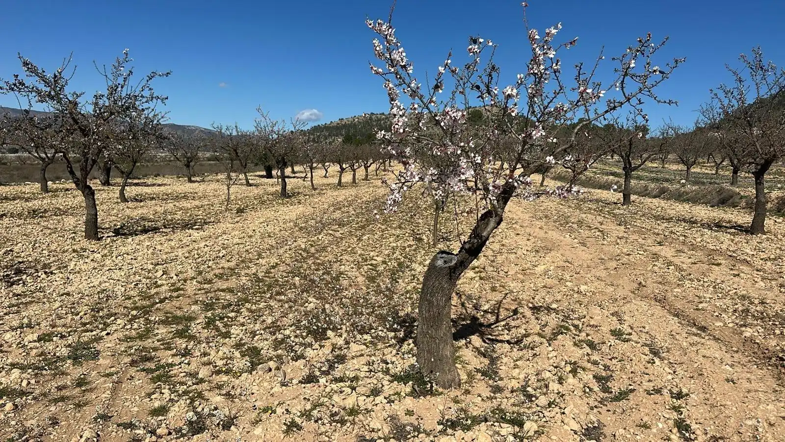 Terreno rustico in vendita a Las Trescientas - San Francisco - Ciudad Vergel