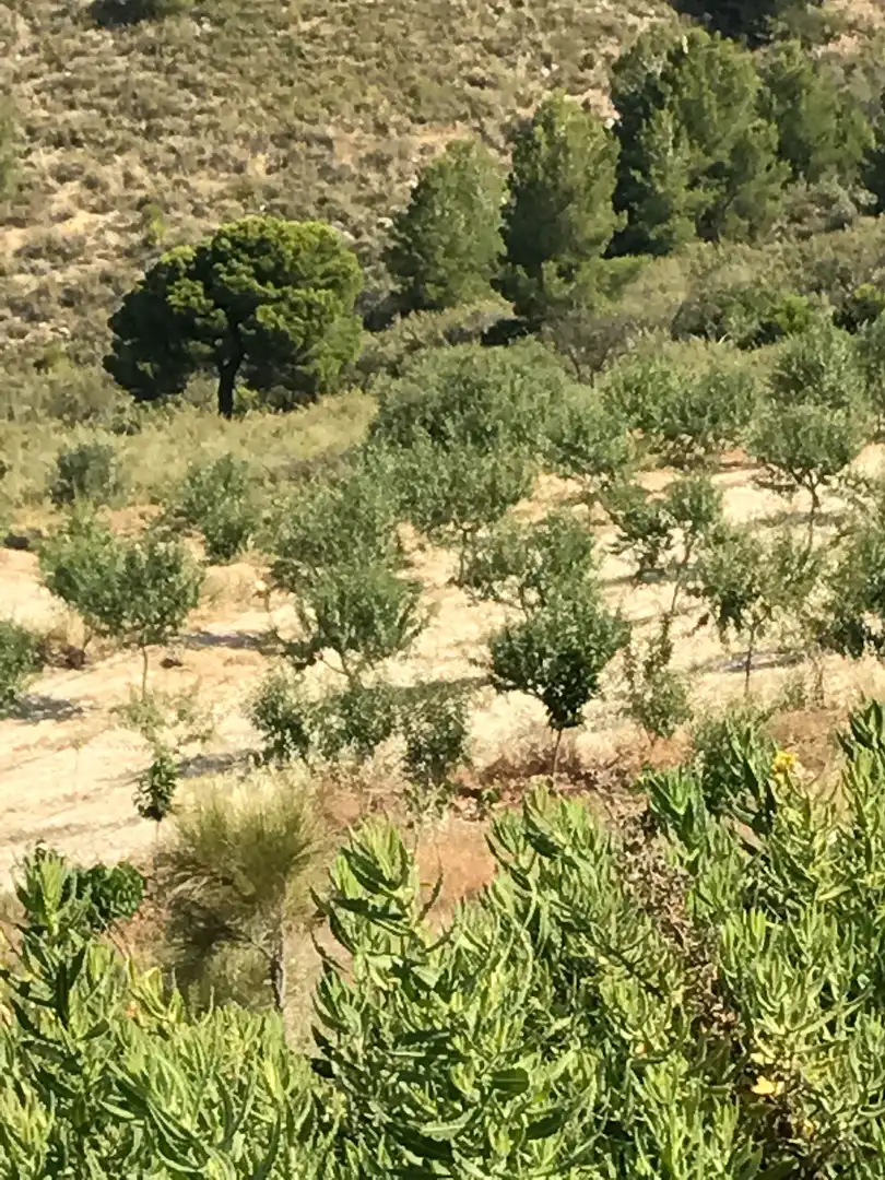 Rustikales Grundstück zum Verkauf in Motril  ciudad, imagen 16