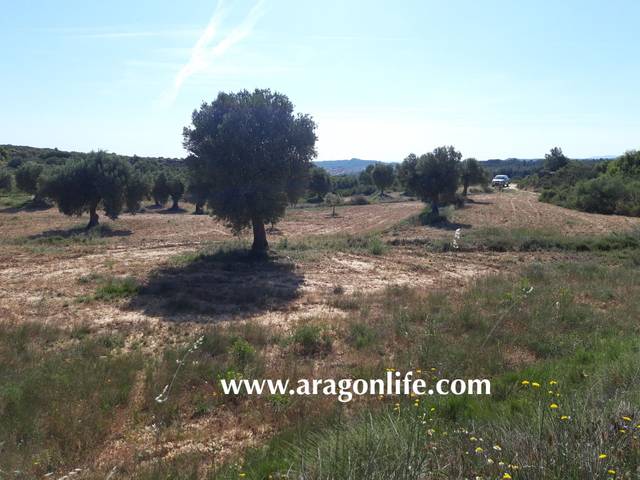 Terreno en Venta en Maella