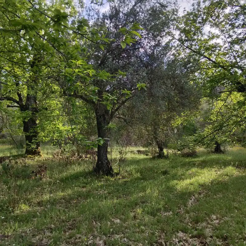 Finca rústica en venta en Aracena