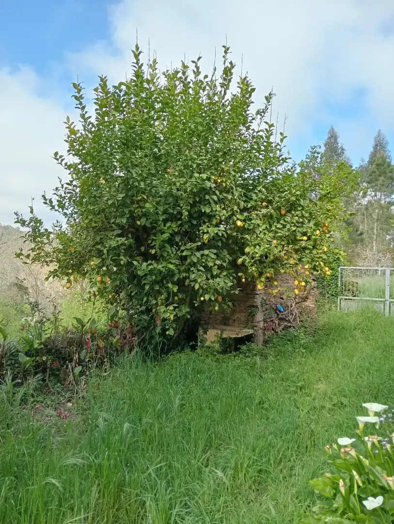 Jardí de Finca rústica en venda en Coristanco
