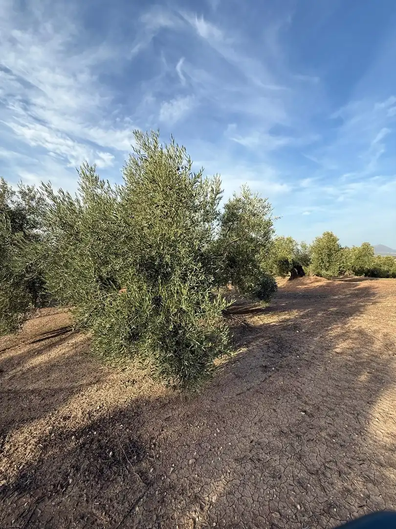 Land for sale in Benamejí