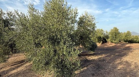 Foto 4 von Grundstücke zum Verkauf in Benamejí, Córdoba
