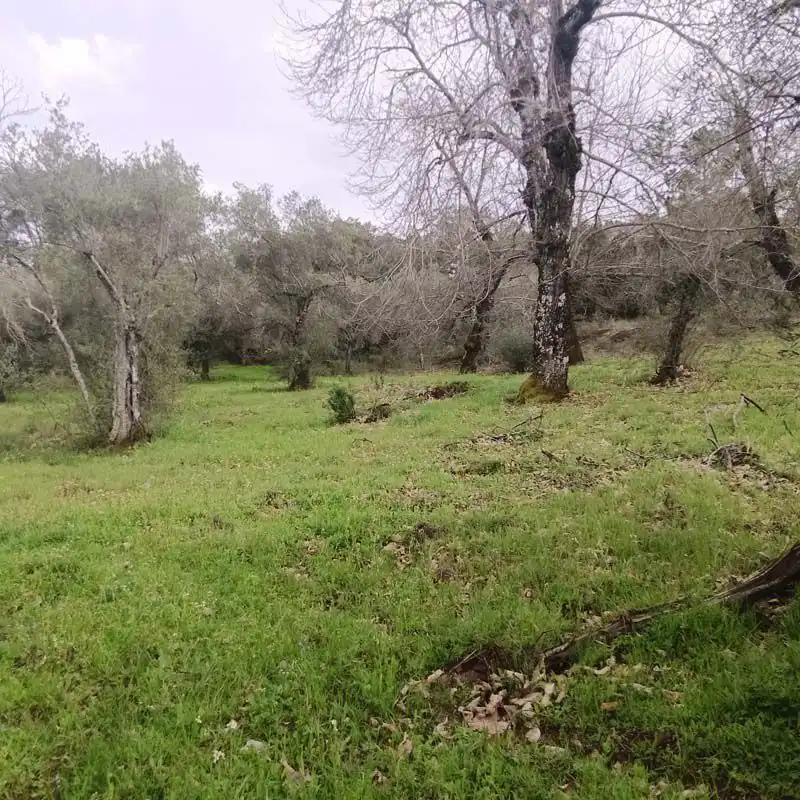 Finca rústica en venta en Aracena