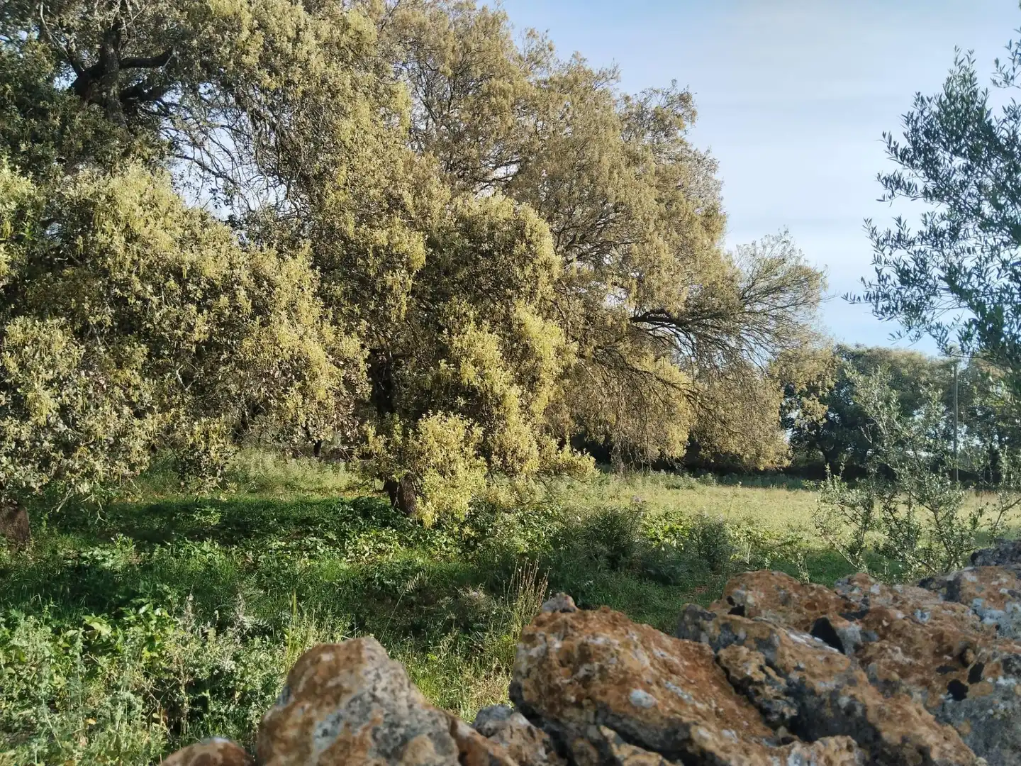Rural land for sale in Felanitx Poble, imagen 9