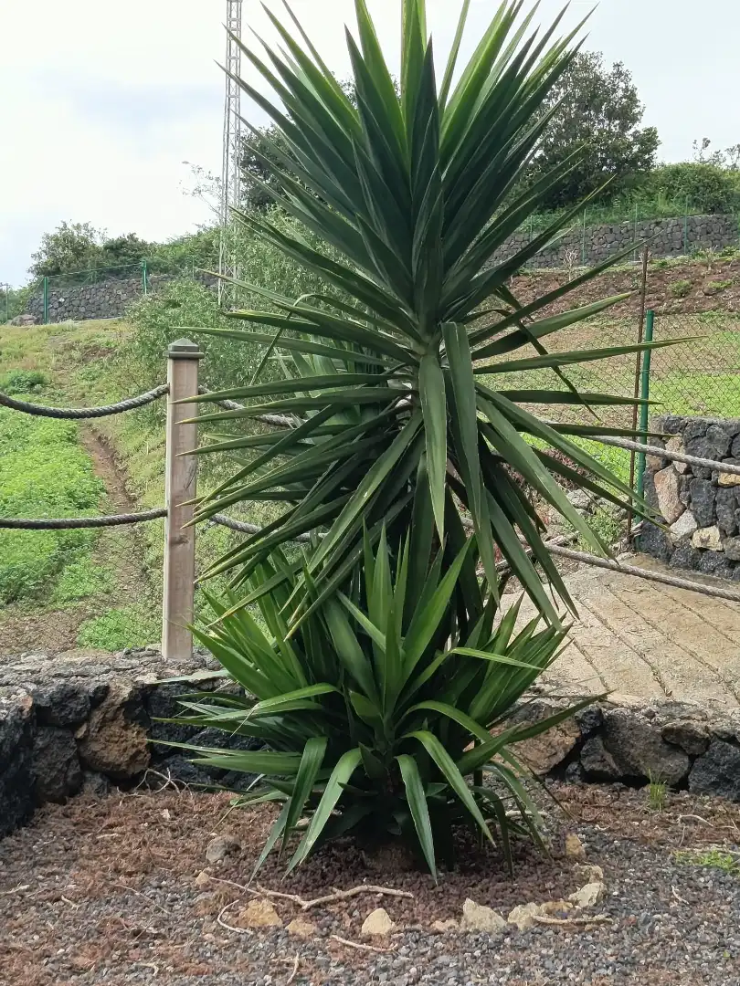 Garden of Land for sale in Icod de los Vinos