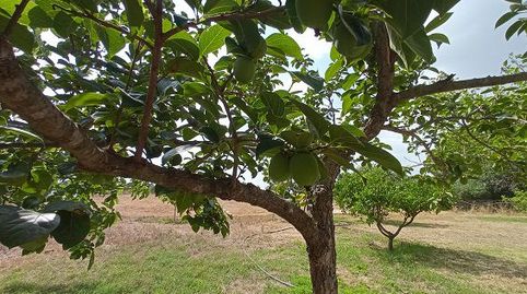 Parc. Rúst. en venta en Polígono., immagine 5