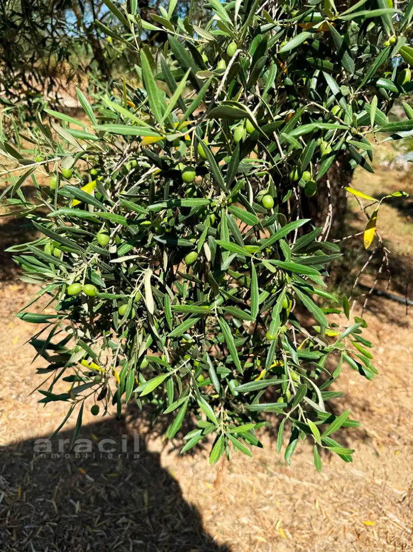 Jardín de Finca rústica en venta en Bocairent con Piscina