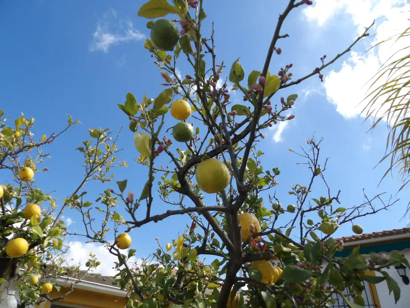 Garden of Houses for sale in Algeciras  with Air Conditioner, Private garden and Storage room