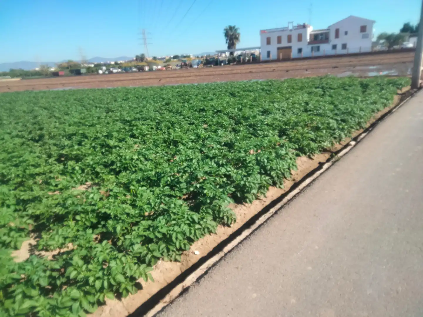 Rural land for sale in Almàssera, imagen 4