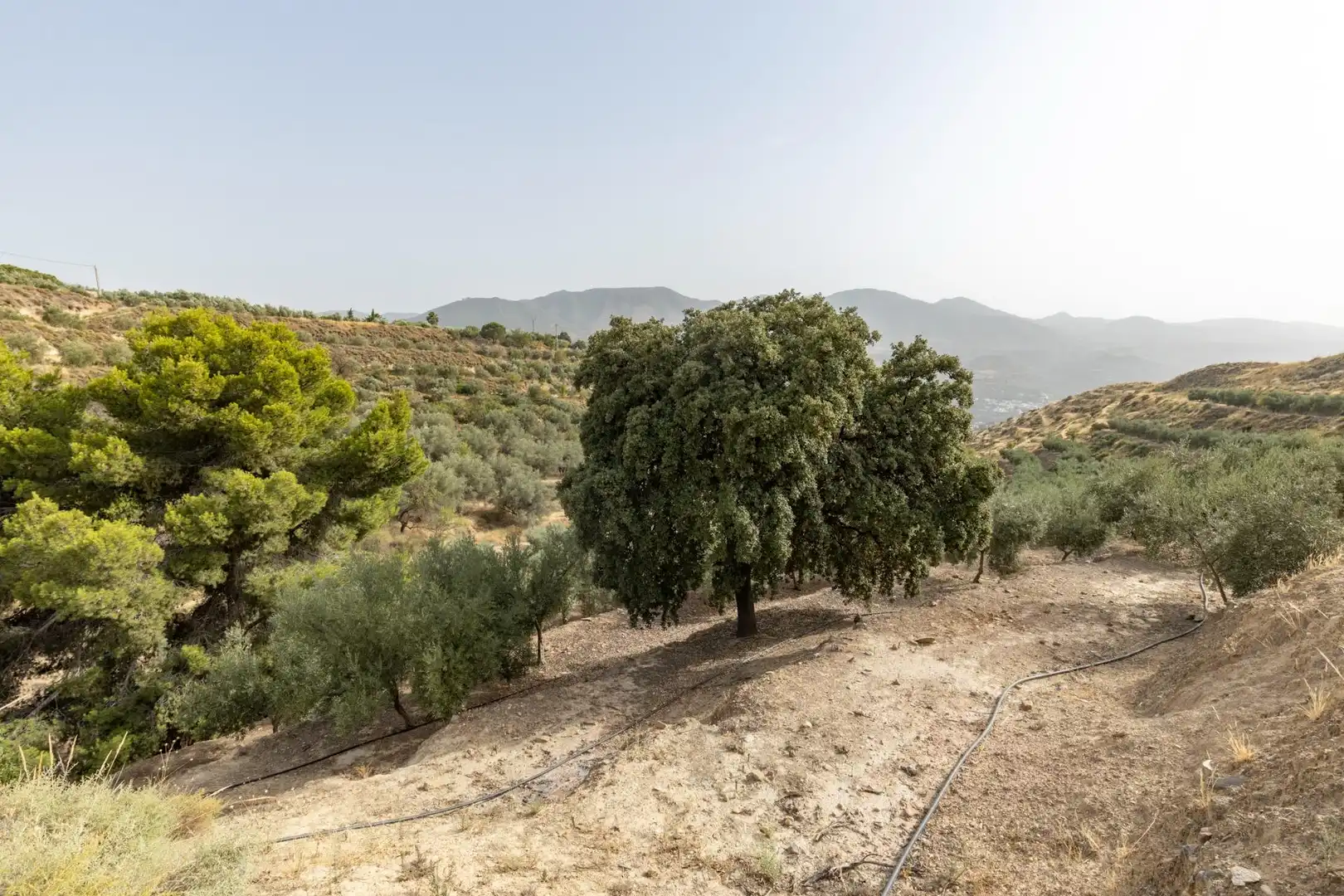 Land for sale in Lecrín