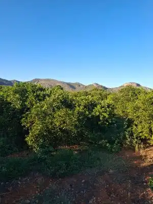 Terrain rustique à vendre à Terrenos MARXUQUERA  ALTA, imagen 4