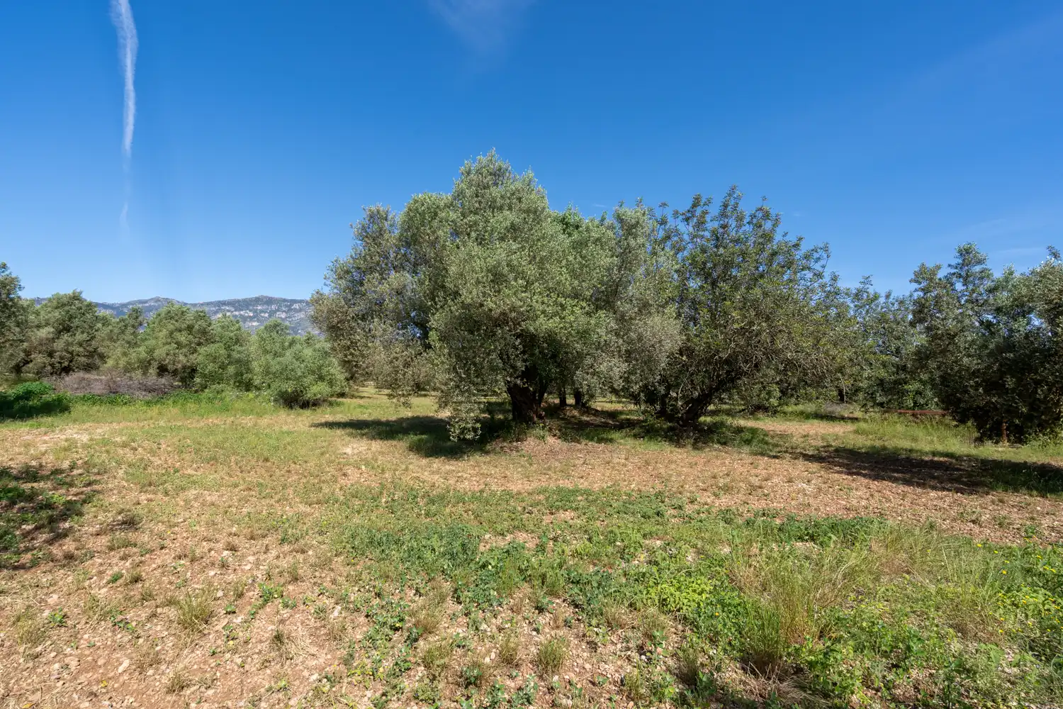 Terreno rustico in vendita a Camí de Terrapico 21, imagen 21