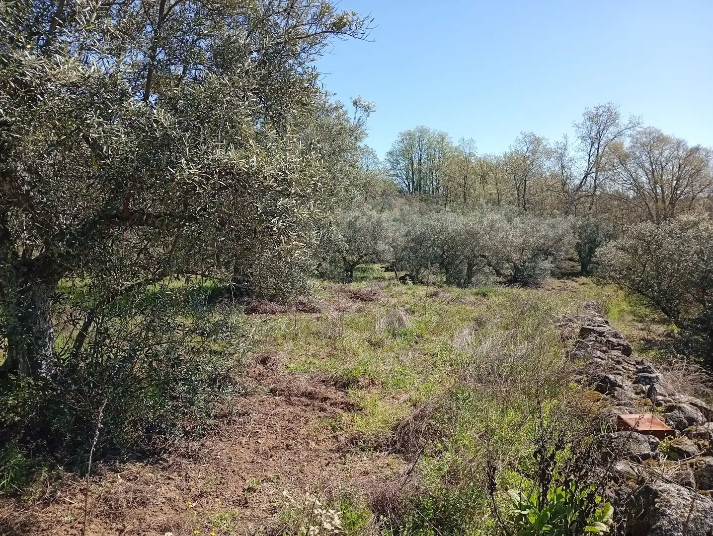 Terreni e lotti in vendita a Valverde de la Vera, imagen 57