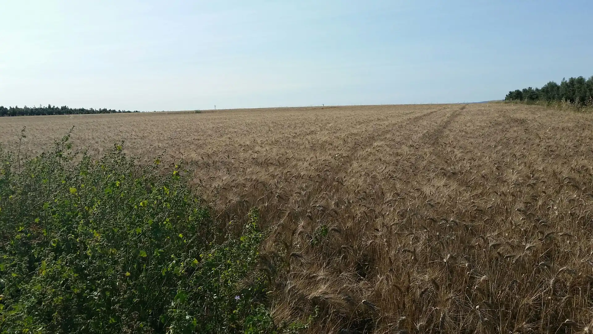 Terreno en venta en Carmona