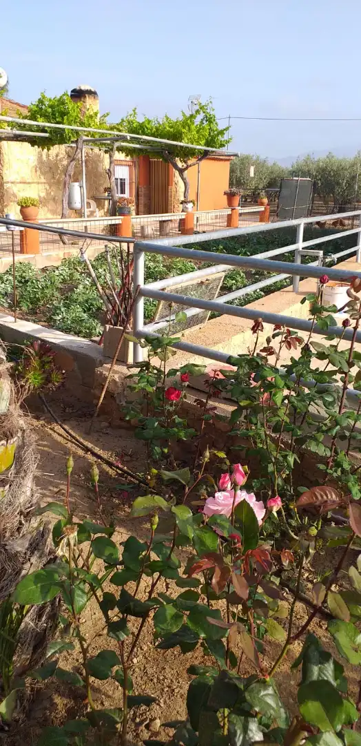 Jardí de Casa o xalet en venda en Fuente Álamo de Murcia amb Traster, Moblat i Piscina comunitària
