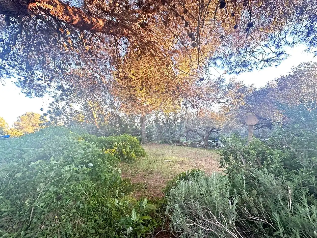 Jardín de Finca rústica en venta en Amposta con Piscina