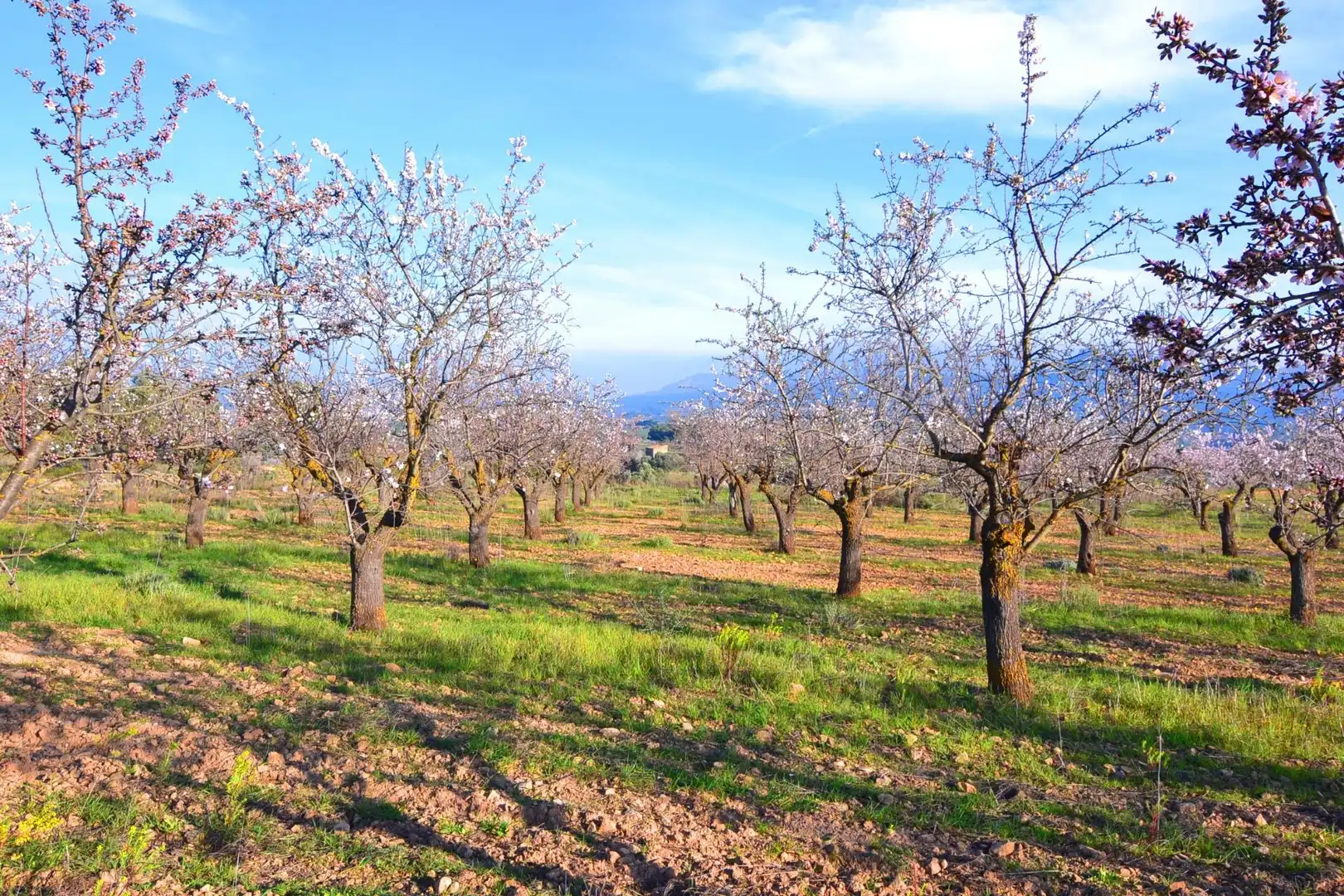 Rural land for sale in Gandesa, imagen 48