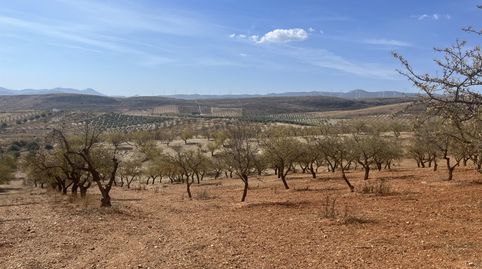 Finca de almendros en padul - zona de cerro hacho, immagine 2