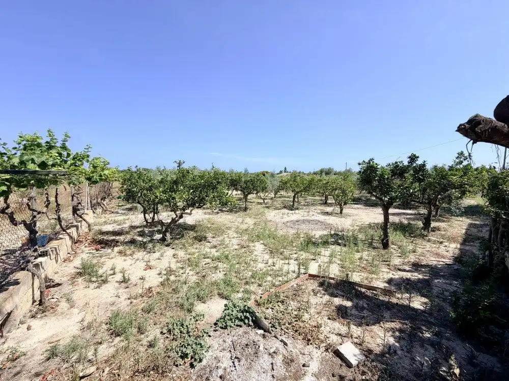 Country homes for sale in Elche / Elx