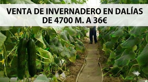 VENTA DE INVERNADERO EN DALIAS DE 4700M.