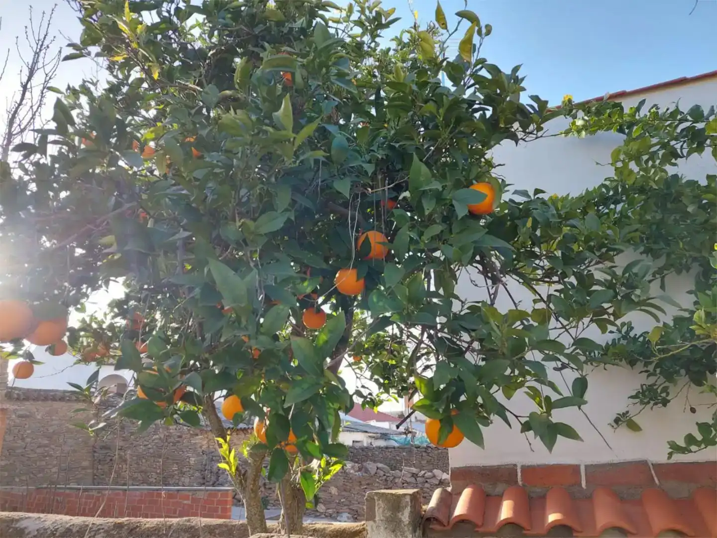 Jardí de Casa adosada en venda en Bodonal de la Sierra