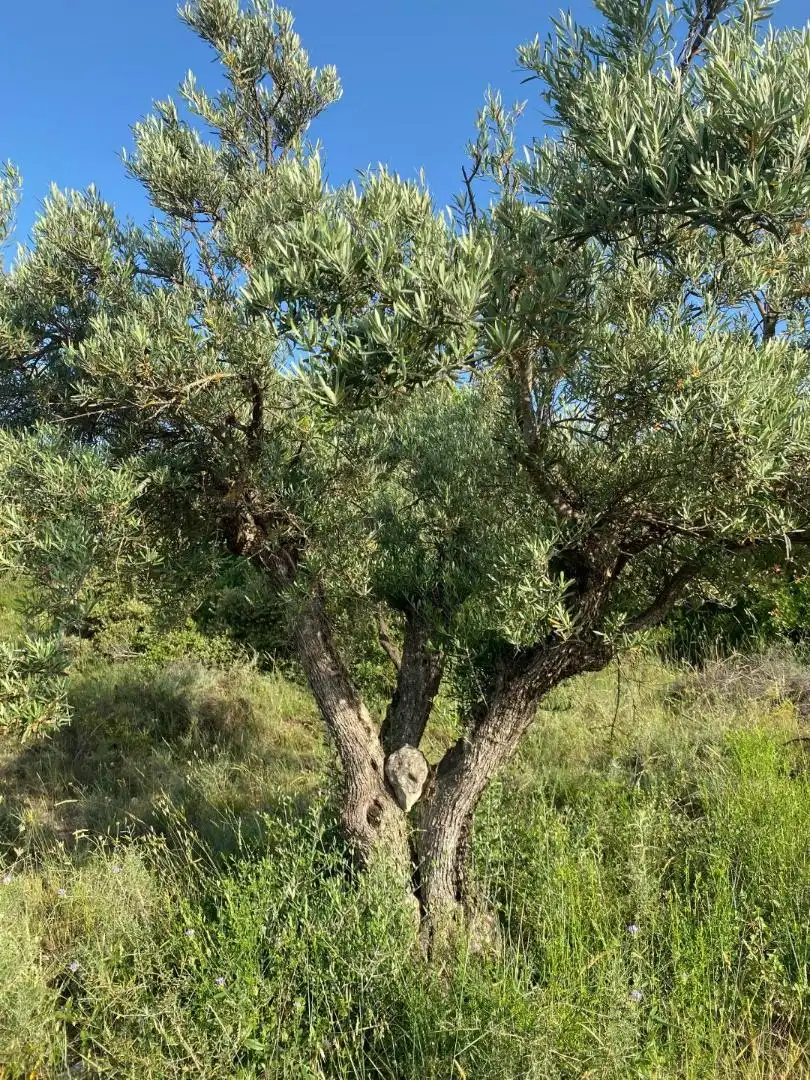 Grundstücke zur Miete in Loranca de Tajuña