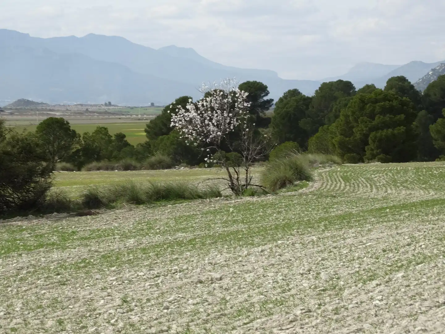 Terreni e lotti in vendita a Moratalla, imagen 8