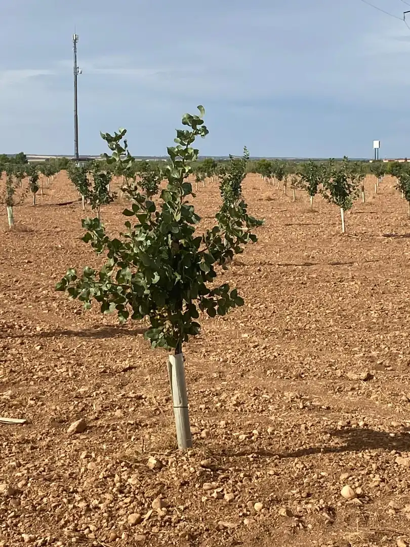 Terreno rustico in vendita a Calle García Pavón, imagen 15