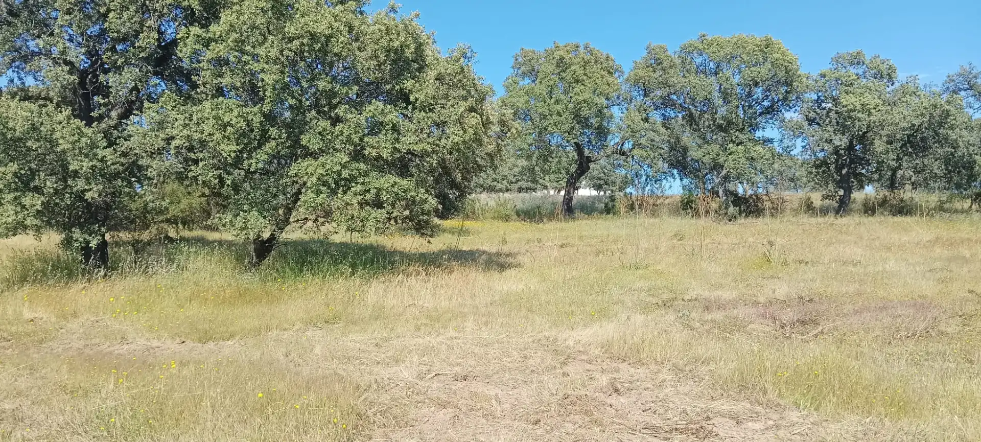 Land for sale in Pozoblanco