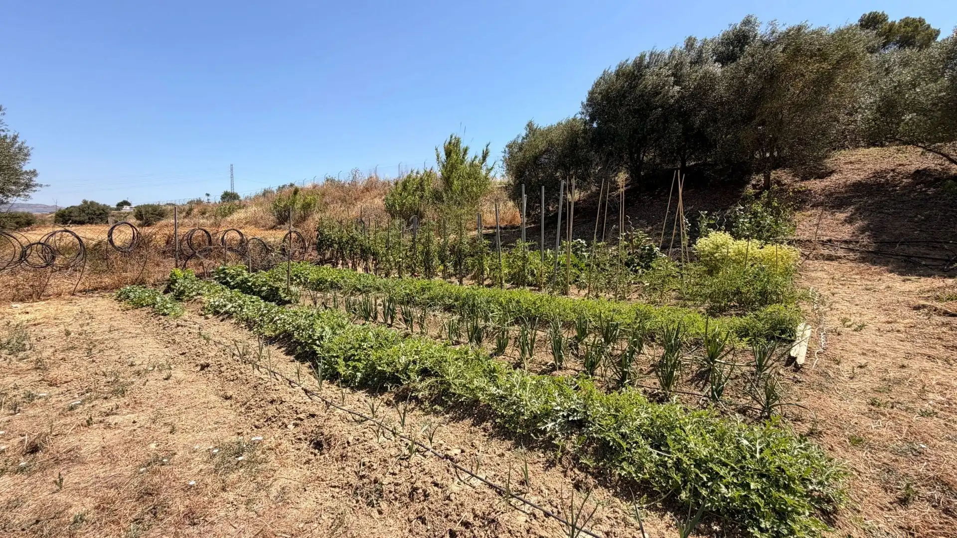 Finca rústica en venta en Centro