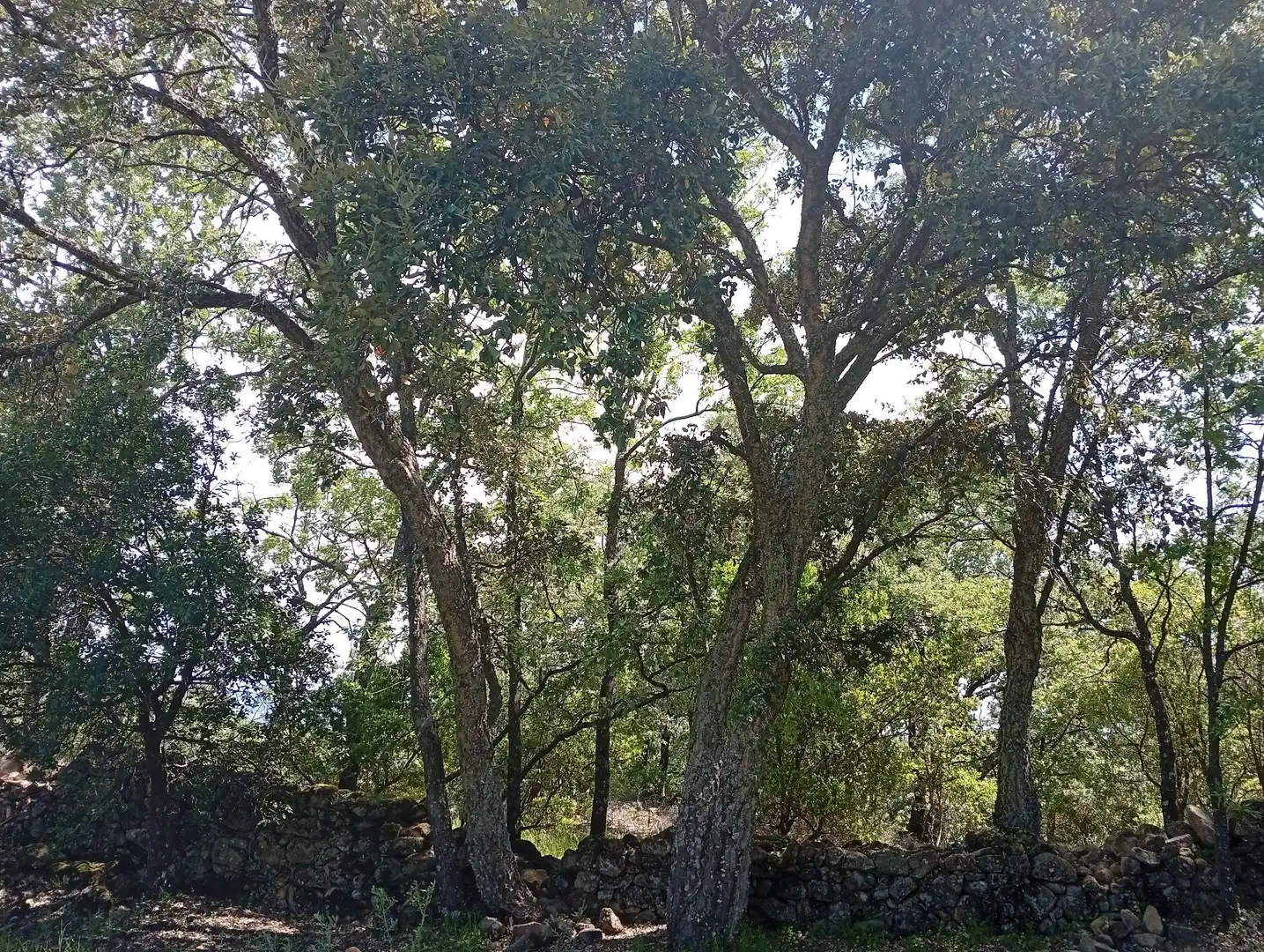 Terreni e lotti in vendita a Villanueva de la Vera, imagen 93