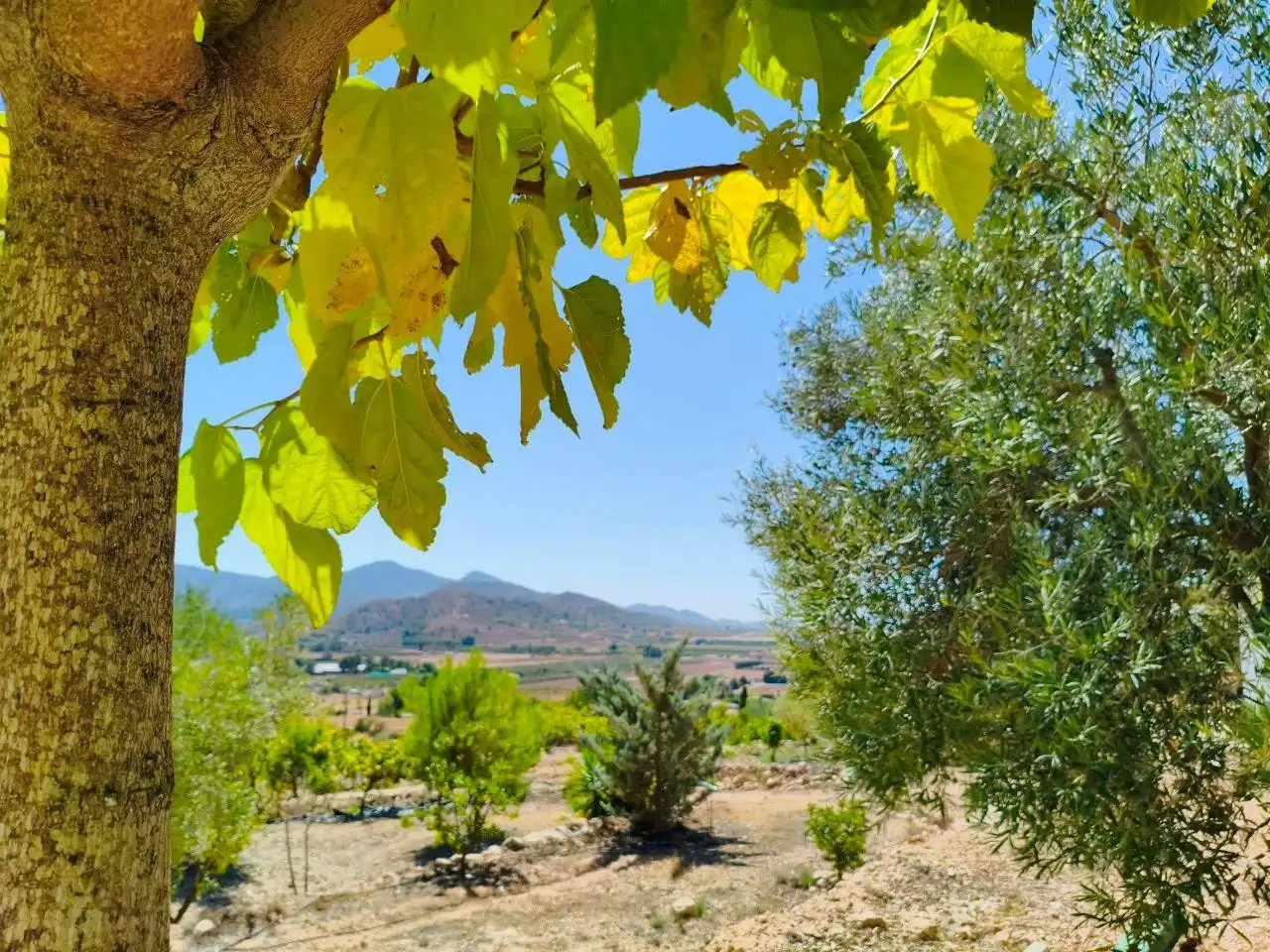 Casa rustica in vendita a Hondón de las Nieves / El Fondó de les Neus, imagen 25