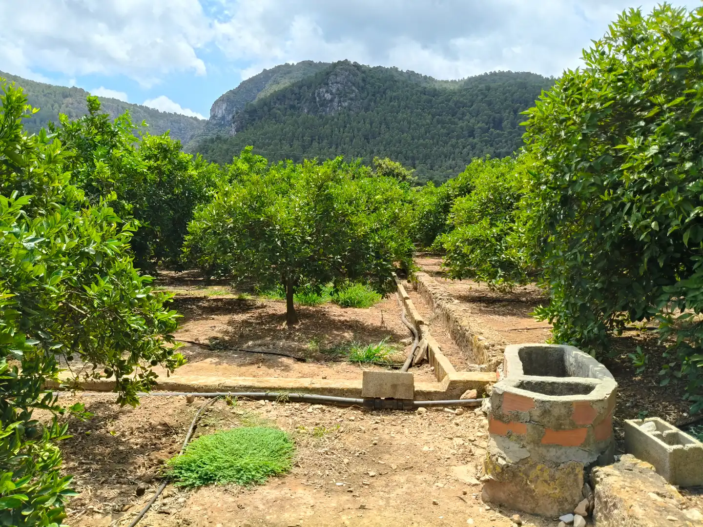 Rural land for sale in Partida Pla 42, imagen 7