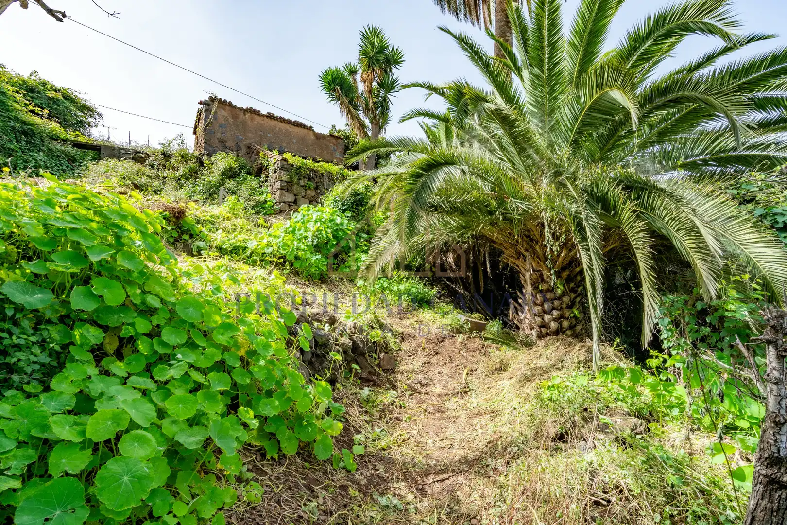 Finca rústica en venda en La Victoria de Acentejo