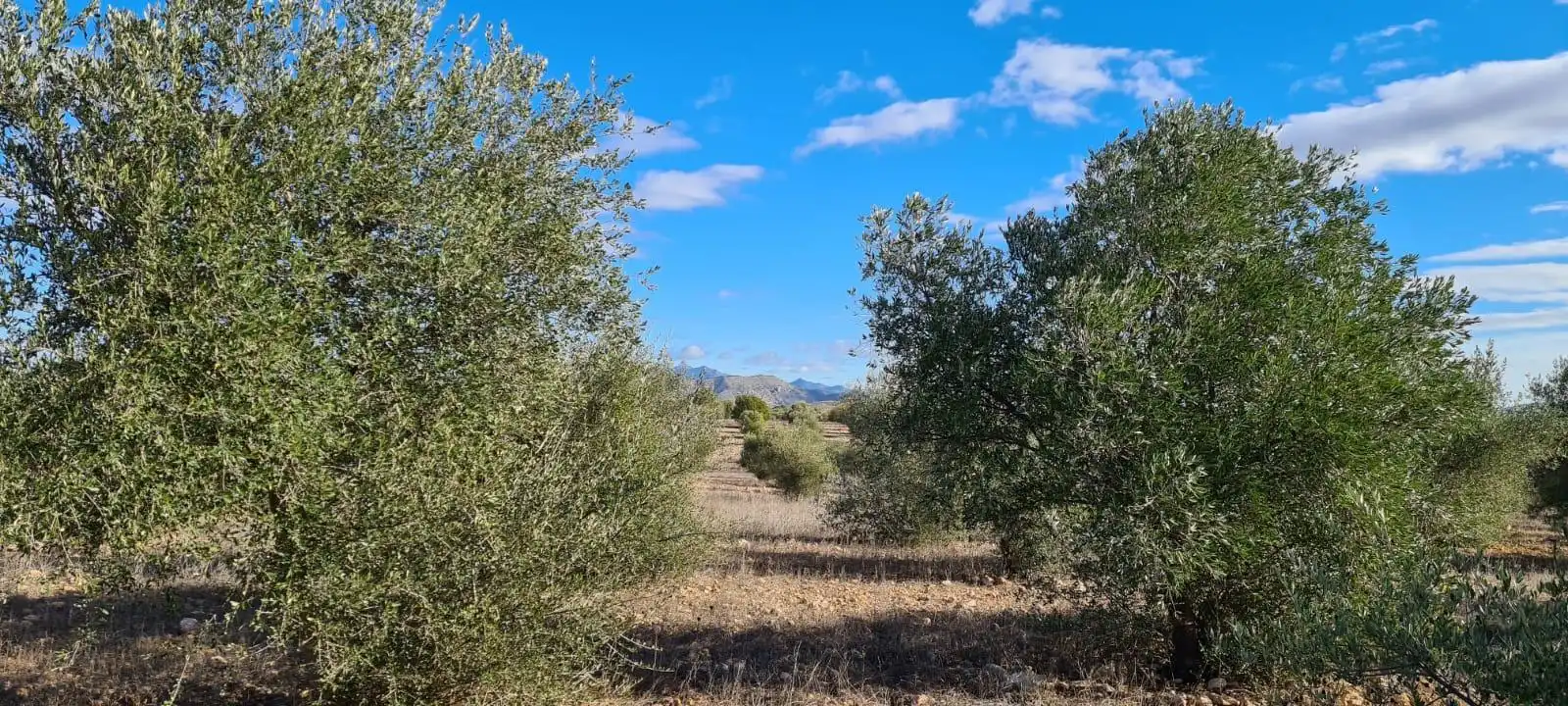 Terreny rústic en venda a Pedanías Centro, imagen 4