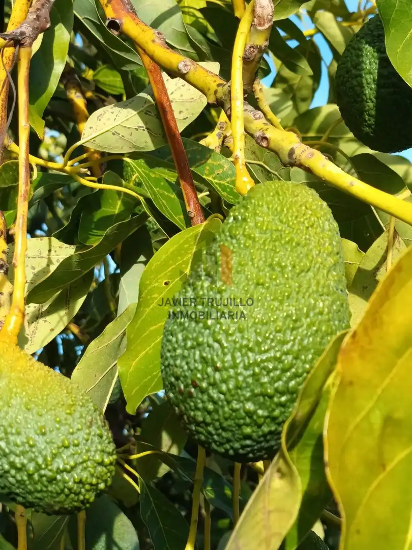 Jardín de Finca rústica en venta en Cútar con Terraza, Trastero y Piscina