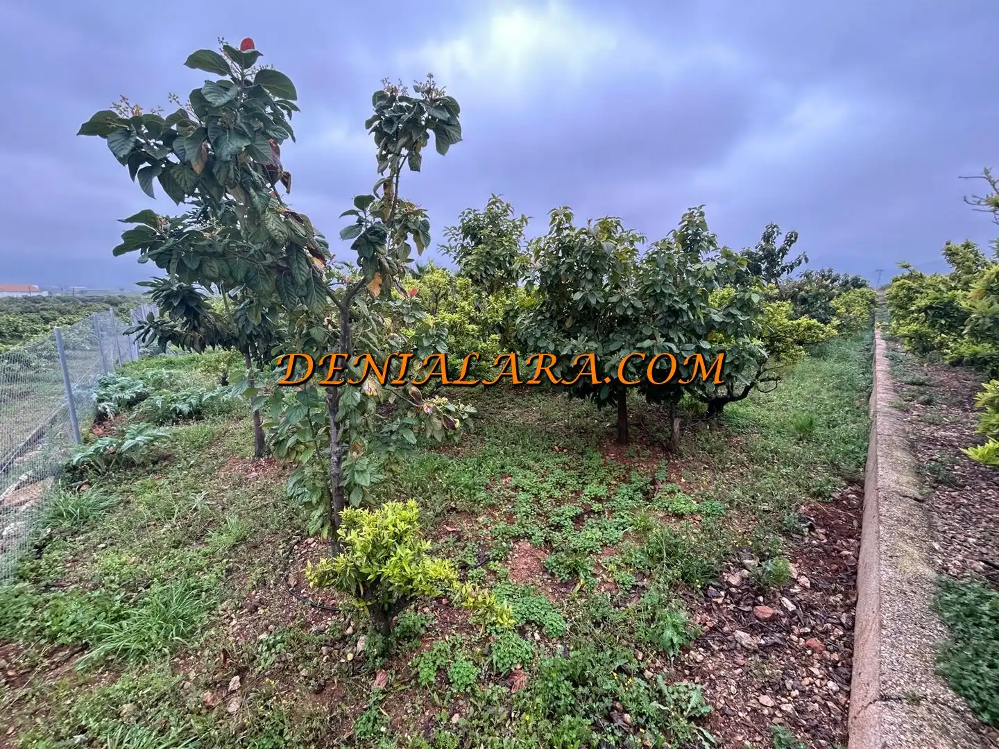 Rural land for sale in Pego, imagen 6