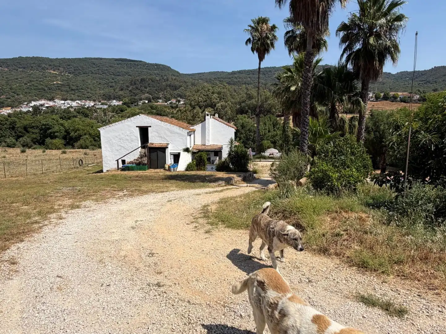 Vista exterior de Finca rústica en venda en Gaucín amb Jardí privat, Terrassa i Piscina