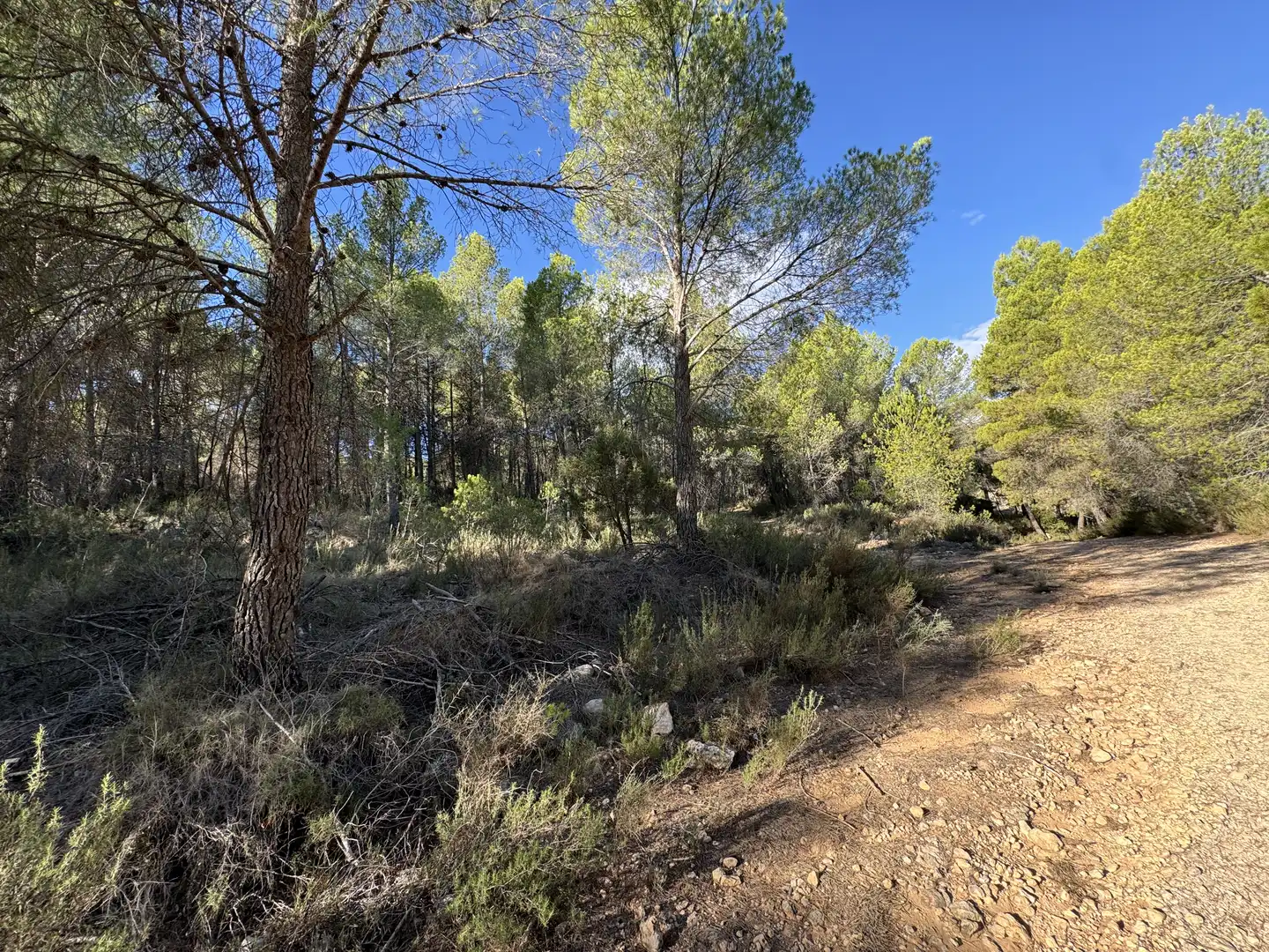 Terreny rústic en venda a Caravaca de la Cruz, imagen 16