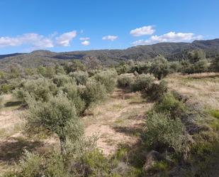 Land for sale in Vinebre