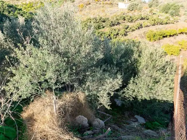 Terreni e lotti in vendita a Torrox Pueblo, imagen 3