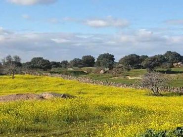 Rural land for sale in Aldea del Cano