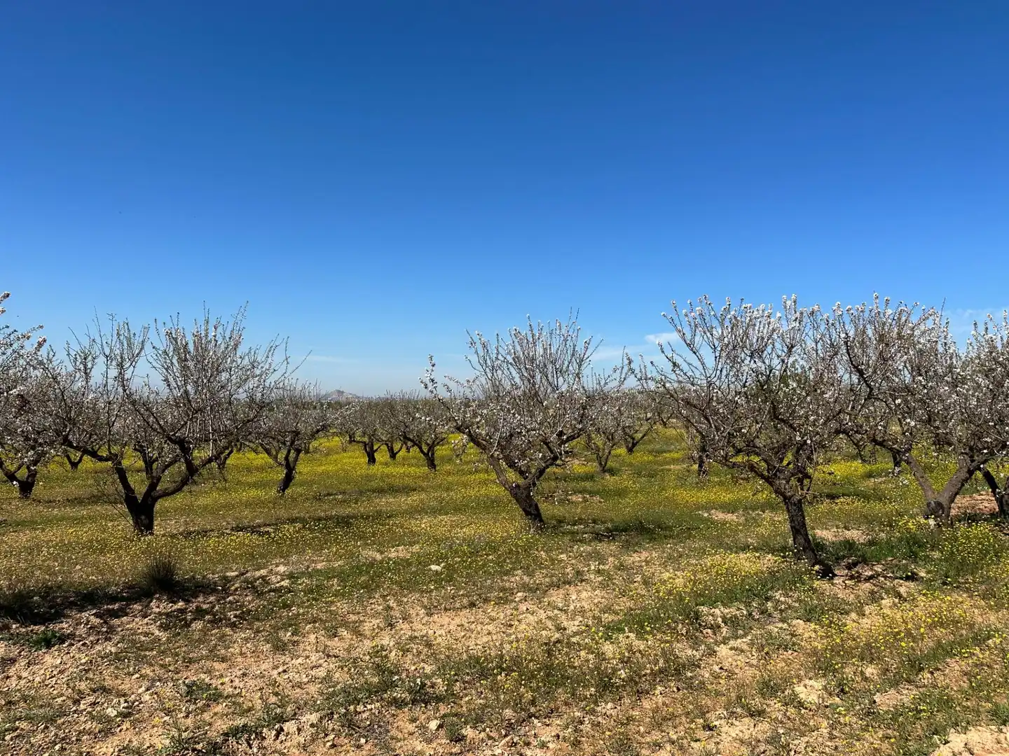 Terreno rustico in vendita a Dílar, imagen 5