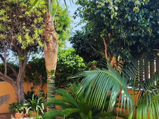 Villa mit Garten zum Verkauf in Camí Eccehomo 13, imagen 55