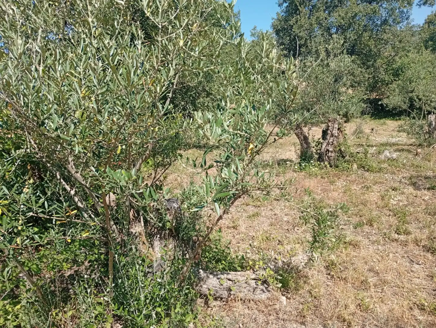 Terreni e lotti in vendita a Villanueva de la Vera, imagen 16