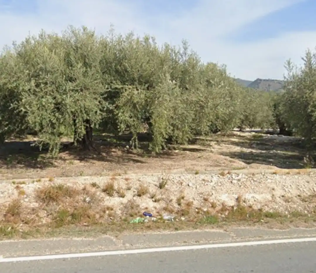Terreny rústic en venda a Camino Viejo de Calasparra 42, imagen 3