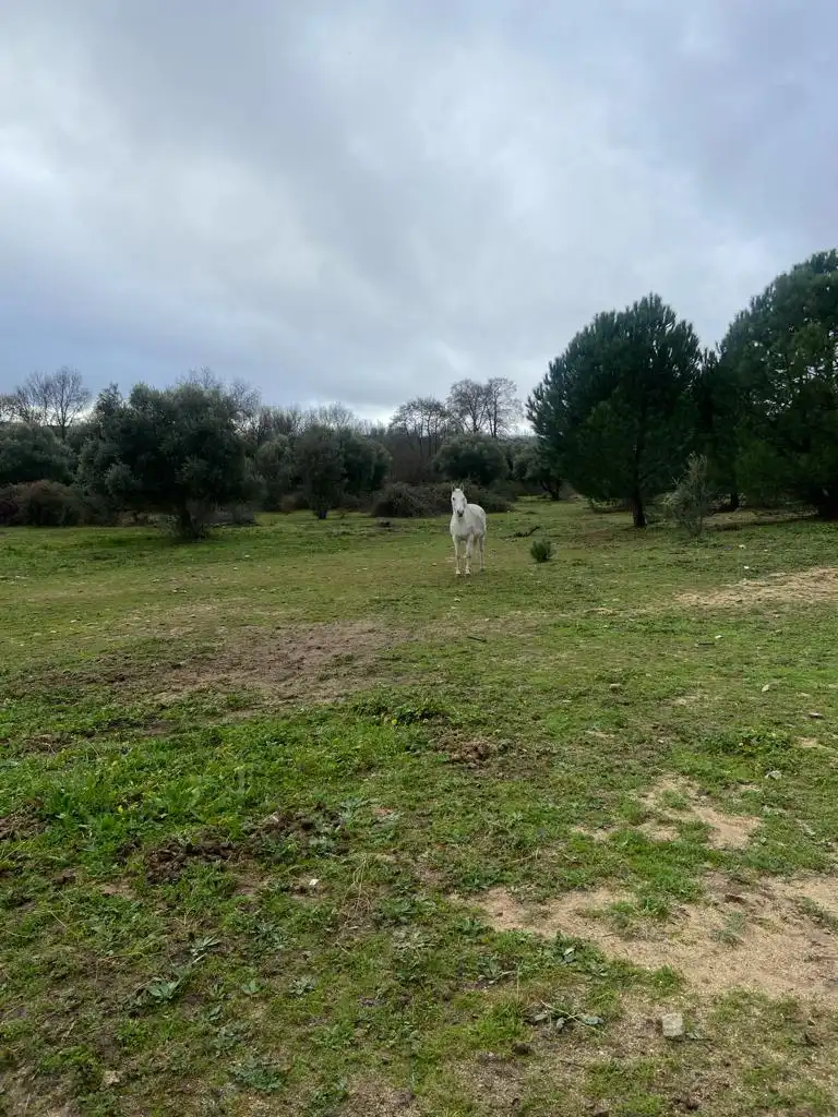 Terreni e lotti in vendita a Sotillo de la Adrada, imagen 9
