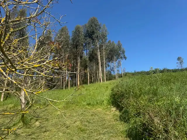 Casa o xalet en venda en Castropol