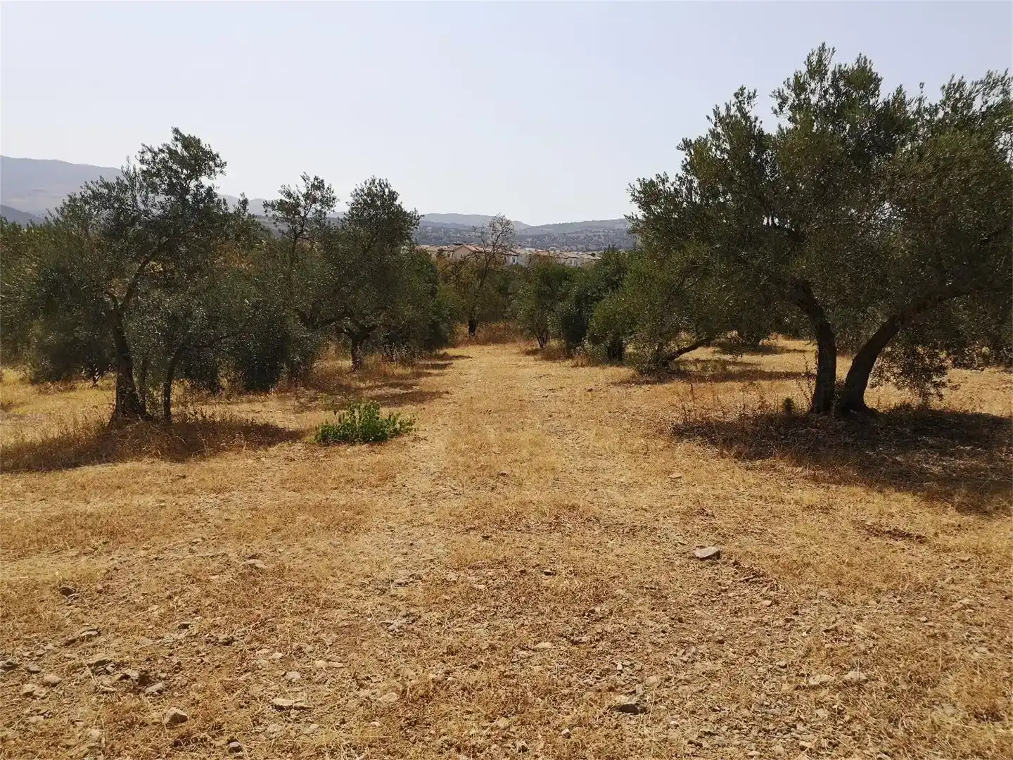 Finca rústica en venda en Ronda